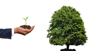 Uma mão com uma muda de planta e a sua frente uma arvore